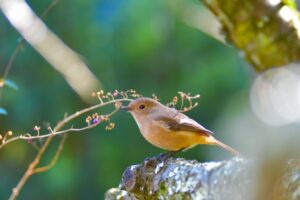 朝の光を浴びるジョウビタキ（鳥）